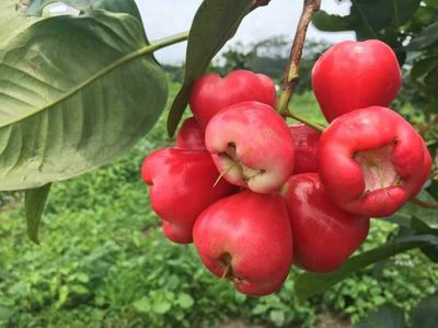 蓮霧苗圖片/蓮霧苗樣板圖 (1)