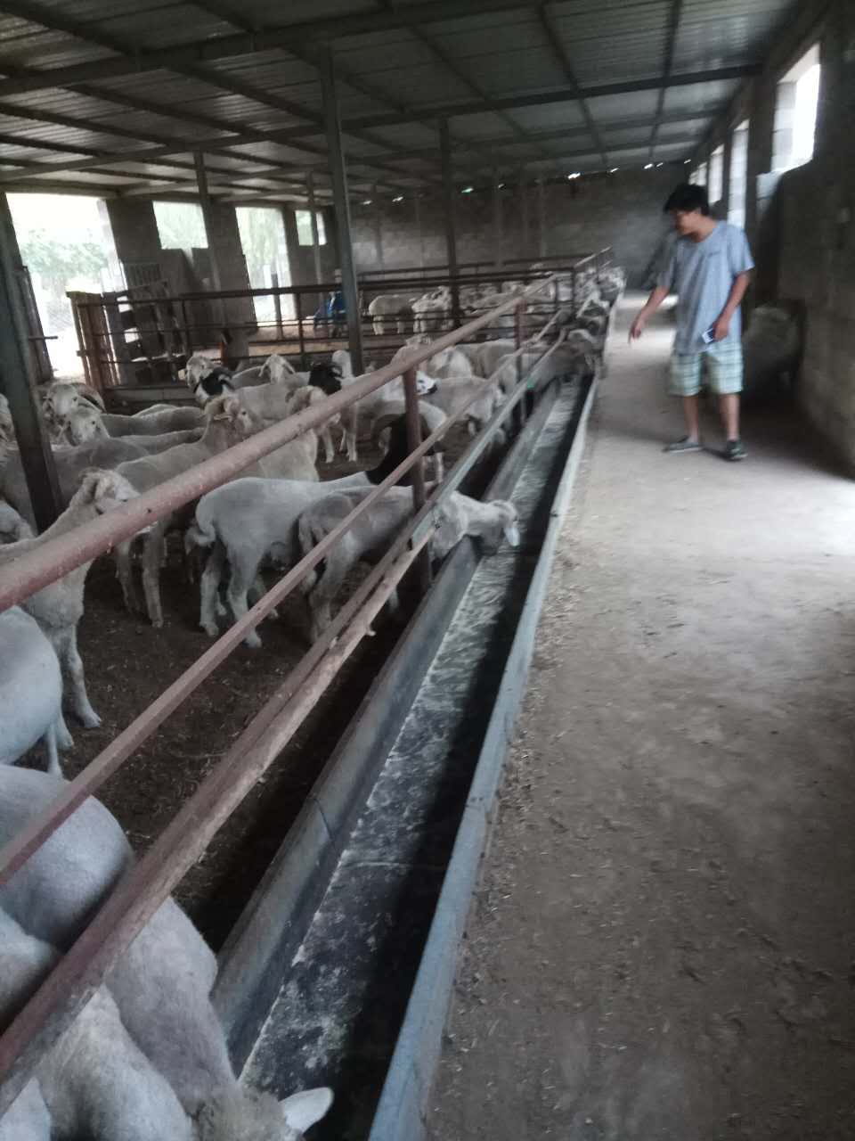 純種山羊圖片/純種山羊樣板圖 (3)