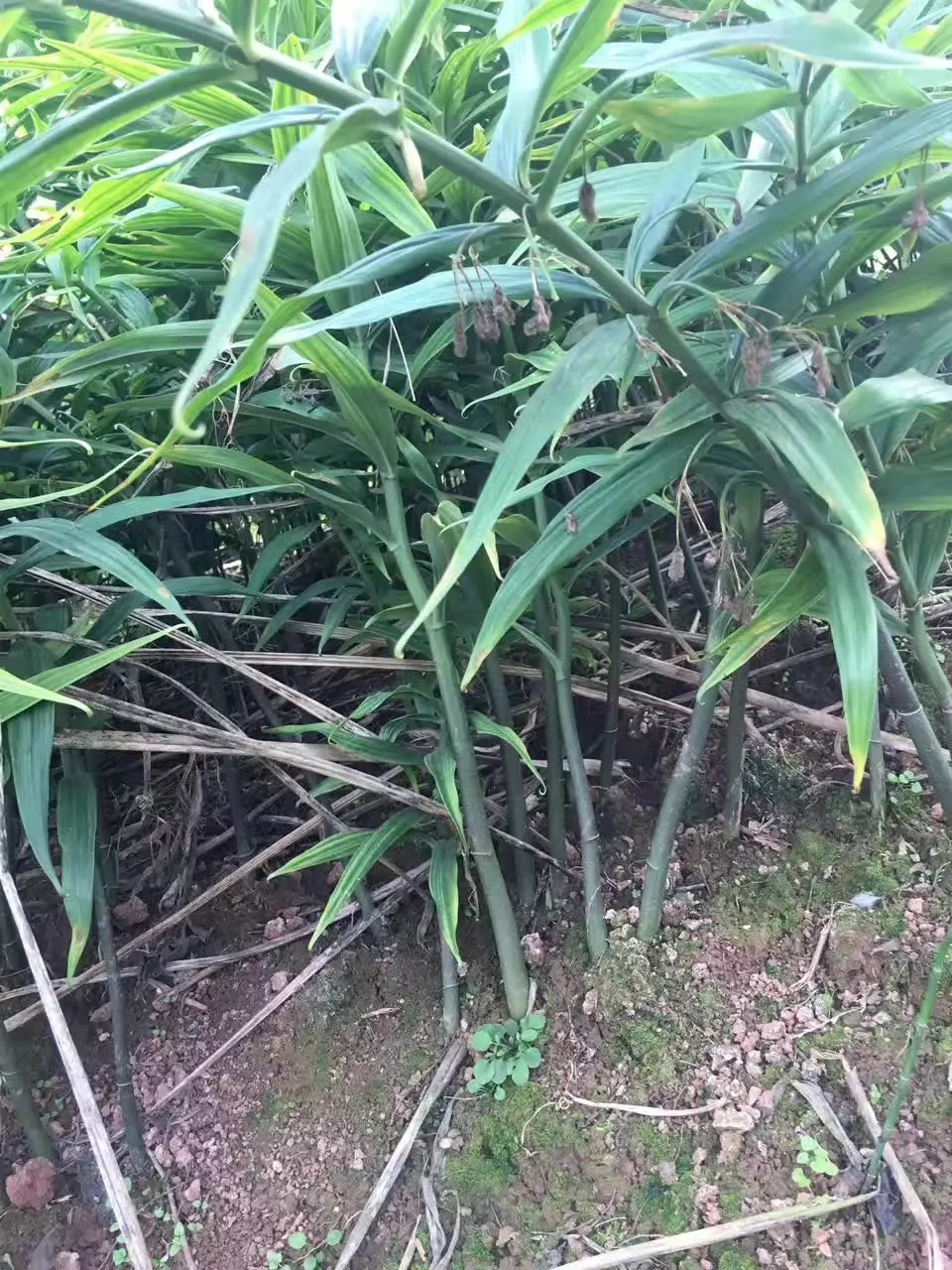 四川多花黃精種子那里有賣四川南充多花黃精塊莖那里有賣四川南充高產(chǎn)多花甜黃精