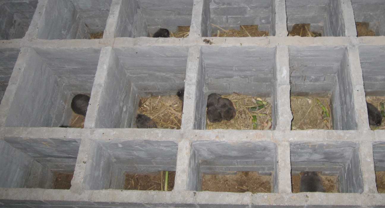 竹鼠圖片/竹鼠樣板圖 (3)