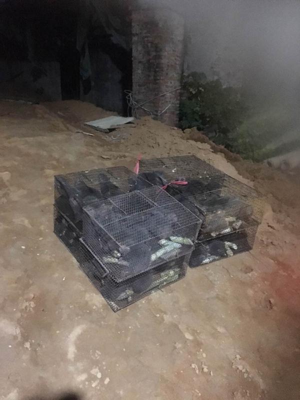 廣東竹鼠養(yǎng)殖圖片/廣東竹鼠養(yǎng)殖樣板圖 (2)