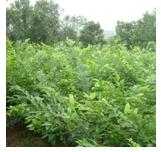 優(yōu)質(zhì)果樹圖片/優(yōu)質(zhì)果樹樣板圖 (4)