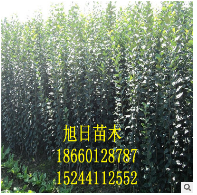蘋果苗圖片/蘋果苗樣板圖 (4)