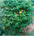 精品球圖片/精品球樣板圖 (3)