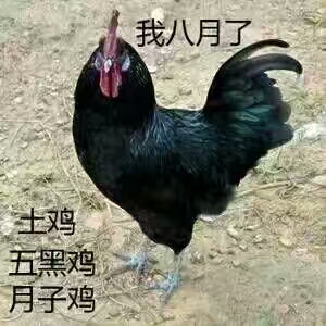 五黑雞圖片/五黑雞樣板圖 (1)