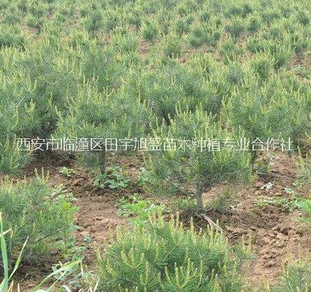 白皮松樹苗優(yōu)質(zhì)白皮松樹苗價格西安果樹苗木種植苗圃
