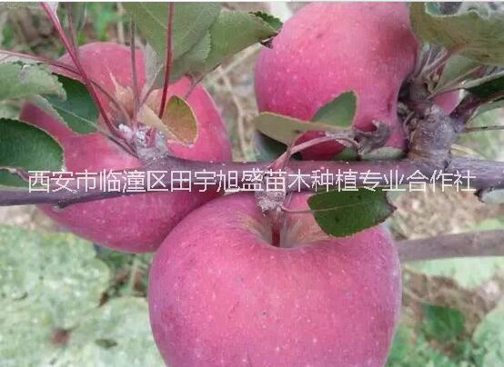 紅肉蘋果圖片/紅肉蘋果樣板圖 (1)