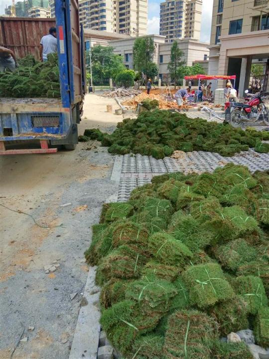草皮圖片/草皮樣板圖 (4)