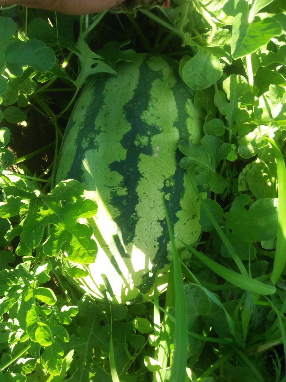 西紅柿圖片/西紅柿樣板圖 (3)