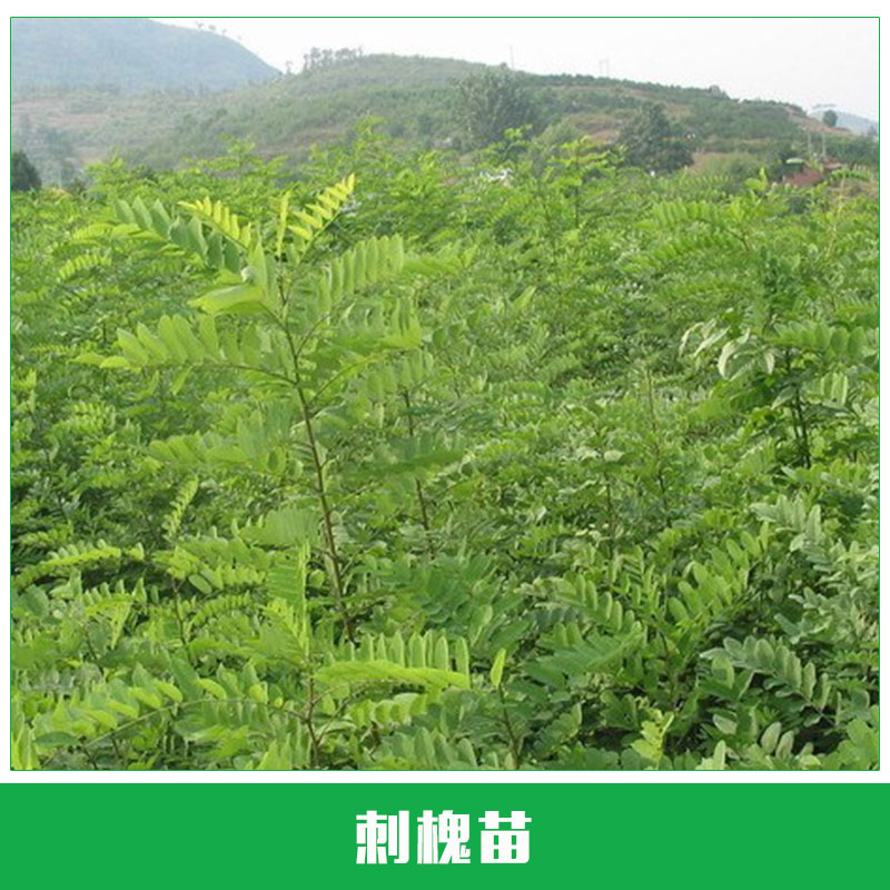 刺槐苗圖片/刺槐苗樣板圖 (3)