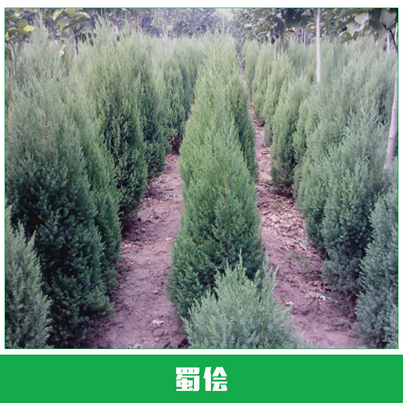 蜀儈價(jià)格 蜀儈 塔柏苗 檜柏 塔柏 蜀檜小苗 北京檜 等各種規(guī)格苗木 批發(fā) 基地 綠化苗木 歡迎來(lái)電咨詢