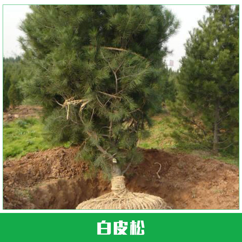 白皮松圖片/白皮松樣板圖 (1)