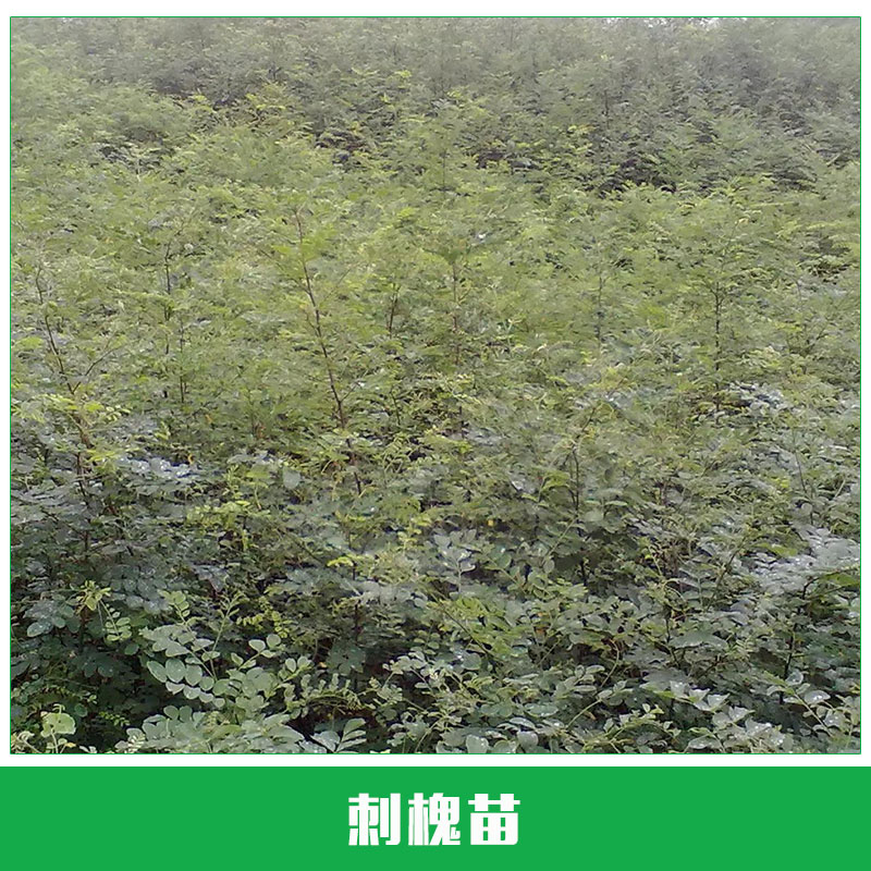 刺槐苗圖片/刺槐苗樣板圖 (4)