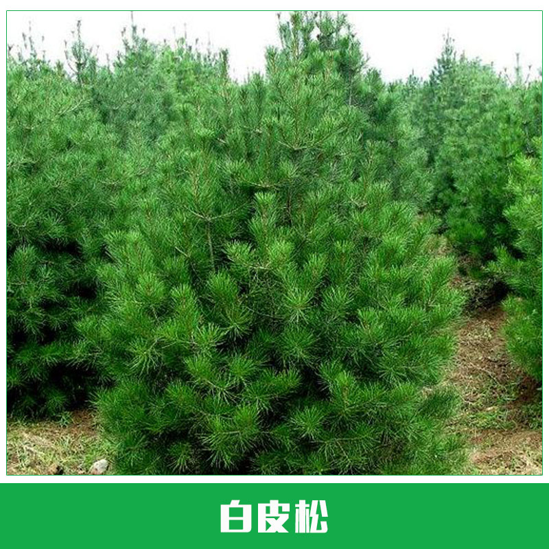白皮松樹苗圖片/白皮松樹苗樣板圖 (1)
