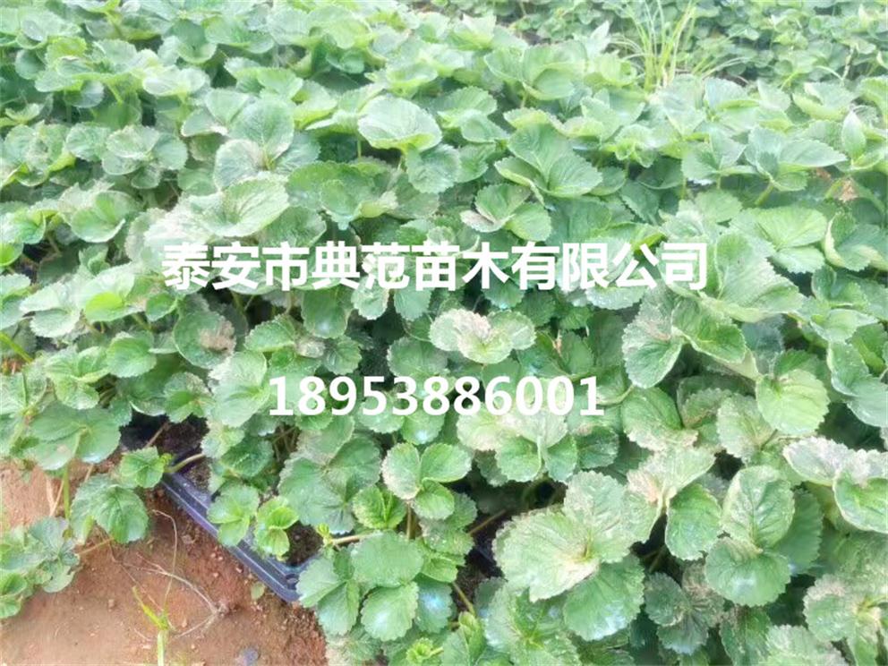 牛奶草莓苗圖片/牛奶草莓苗樣板圖 (2)