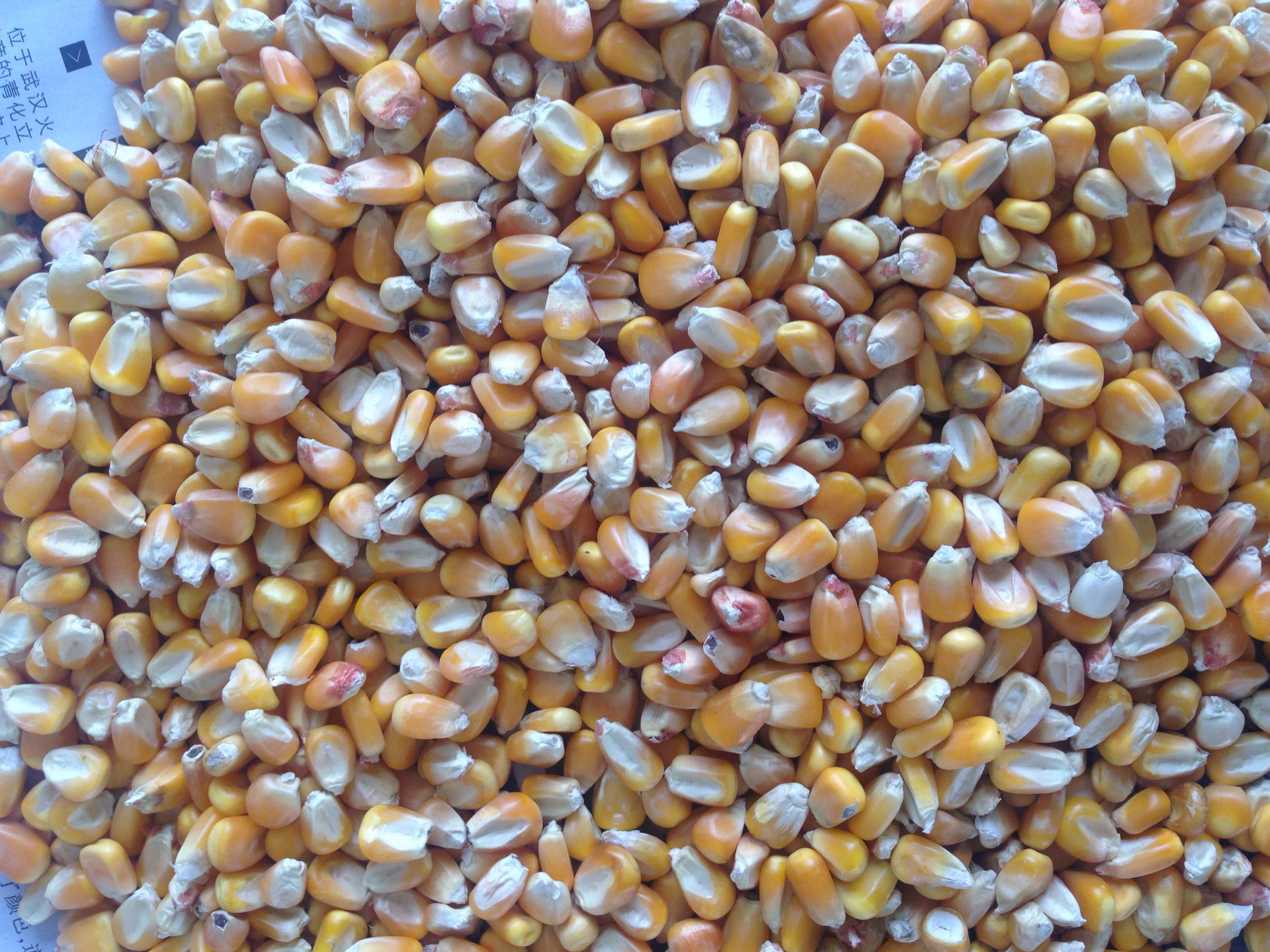 求購(gòu)玉米圖片/求購(gòu)玉米樣板圖 (1)