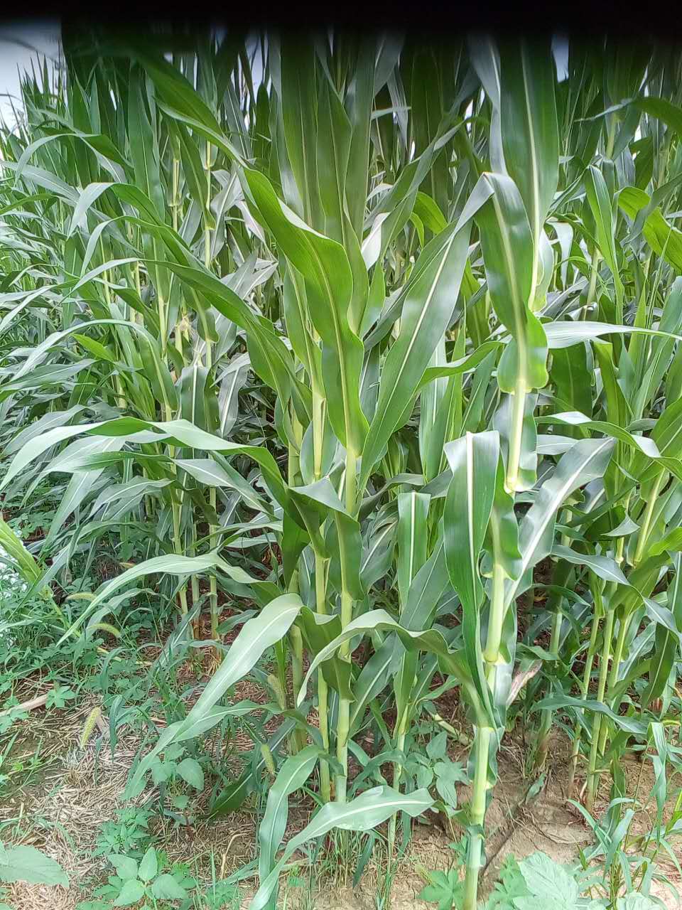 江蘇省玉米批發(fā)   玉米種植銷售