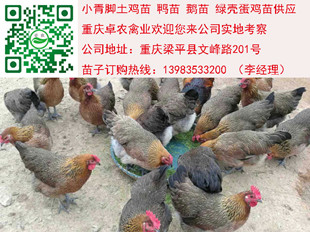 香雞苗　圖片/香雞苗　樣板圖 (4)