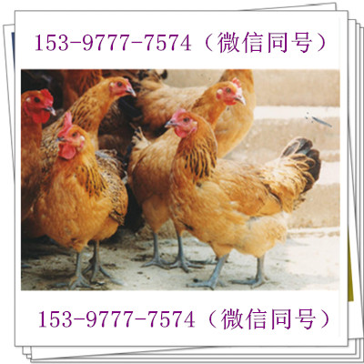 脫溫雞苗圖片/脫溫雞苗樣板圖 (1)