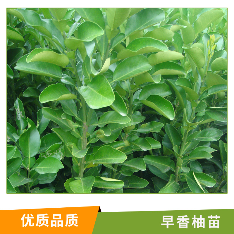 湖南 早香柚苗圖片/湖南 早香柚苗樣板圖 (3)