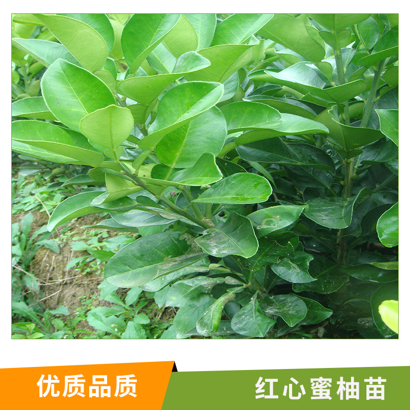 紅心蜜柚苗圖片/紅心蜜柚苗樣板圖 (3)