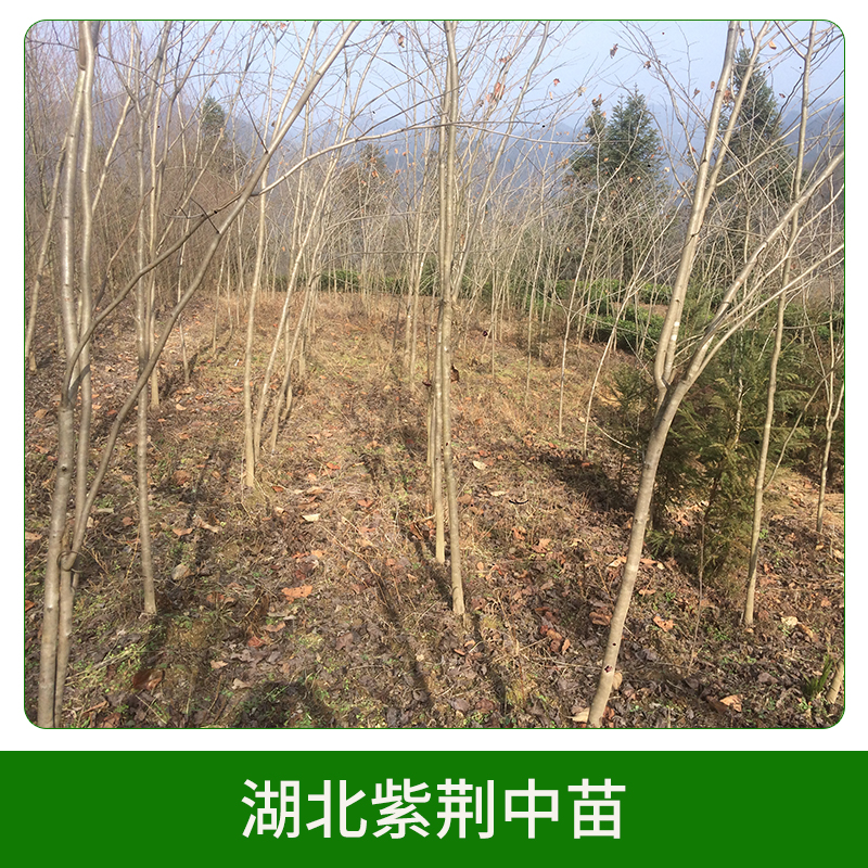 紫荊圖片/紫荊樣板圖 (4)