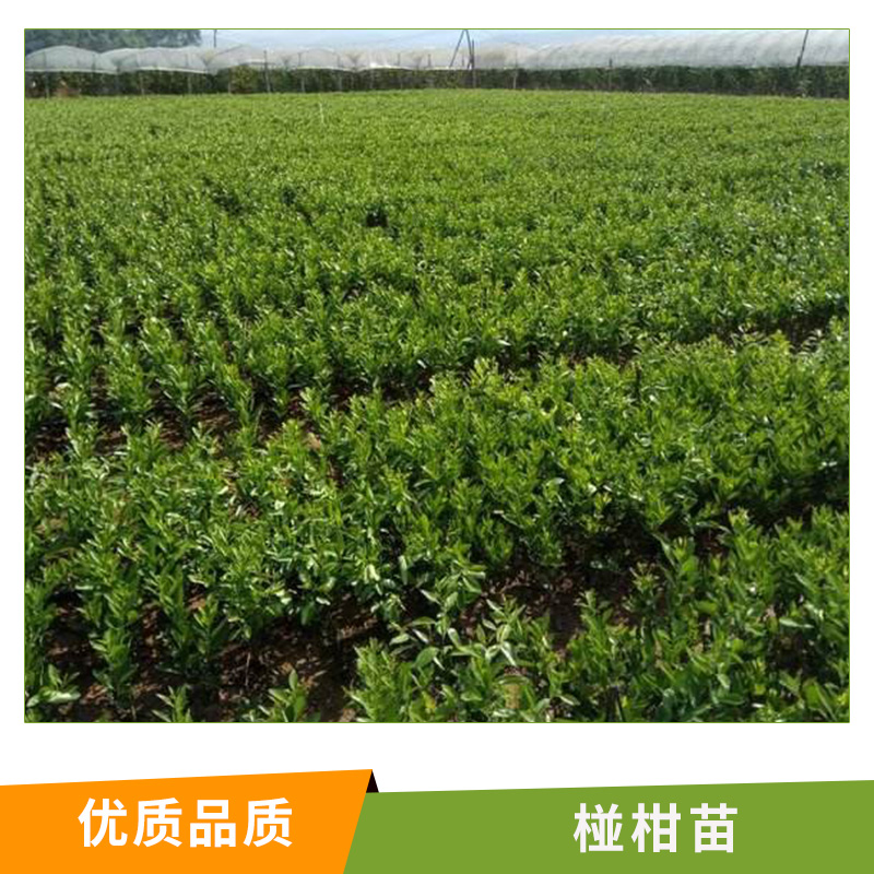 柑苗圖片/柑苗樣板圖 (3)