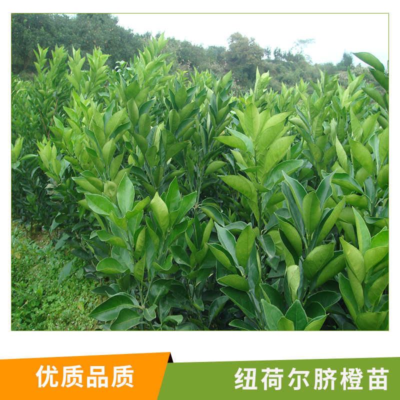 臍橙苗圖片/臍橙苗樣板圖 (1)