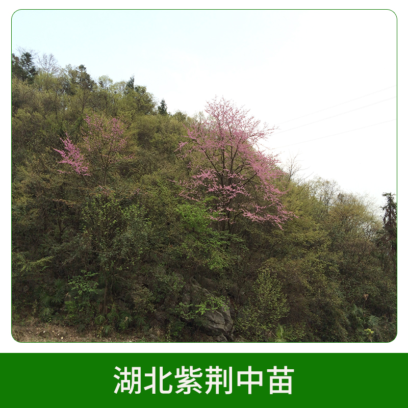 紫荊圖片/紫荊樣板圖 (1)