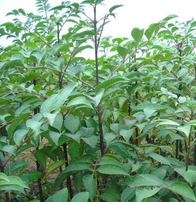 中花吴茱萸 中药材吴芋 茶辣苗中花吴茱萸 中药材吴芋 茶辣苗 中花吴茱萸 中药材吴芋 茶辣苗