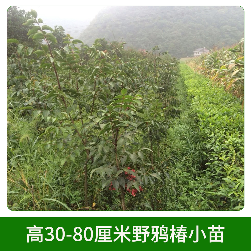 高30-80厘米野鴉椿小苗圖片