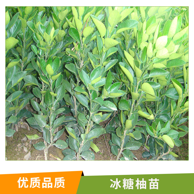 湖南 冰糖柚苗圖片/湖南 冰糖柚苗樣板圖 (2)