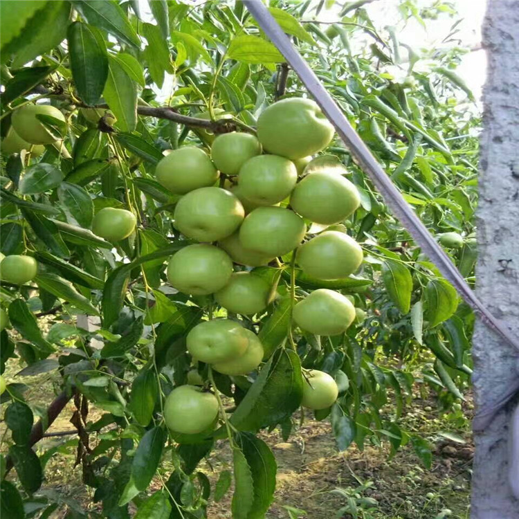 供应枣树苗厂家 山东哪有枣树苗 枣树苗种植基地 枣树苗价格多少图片