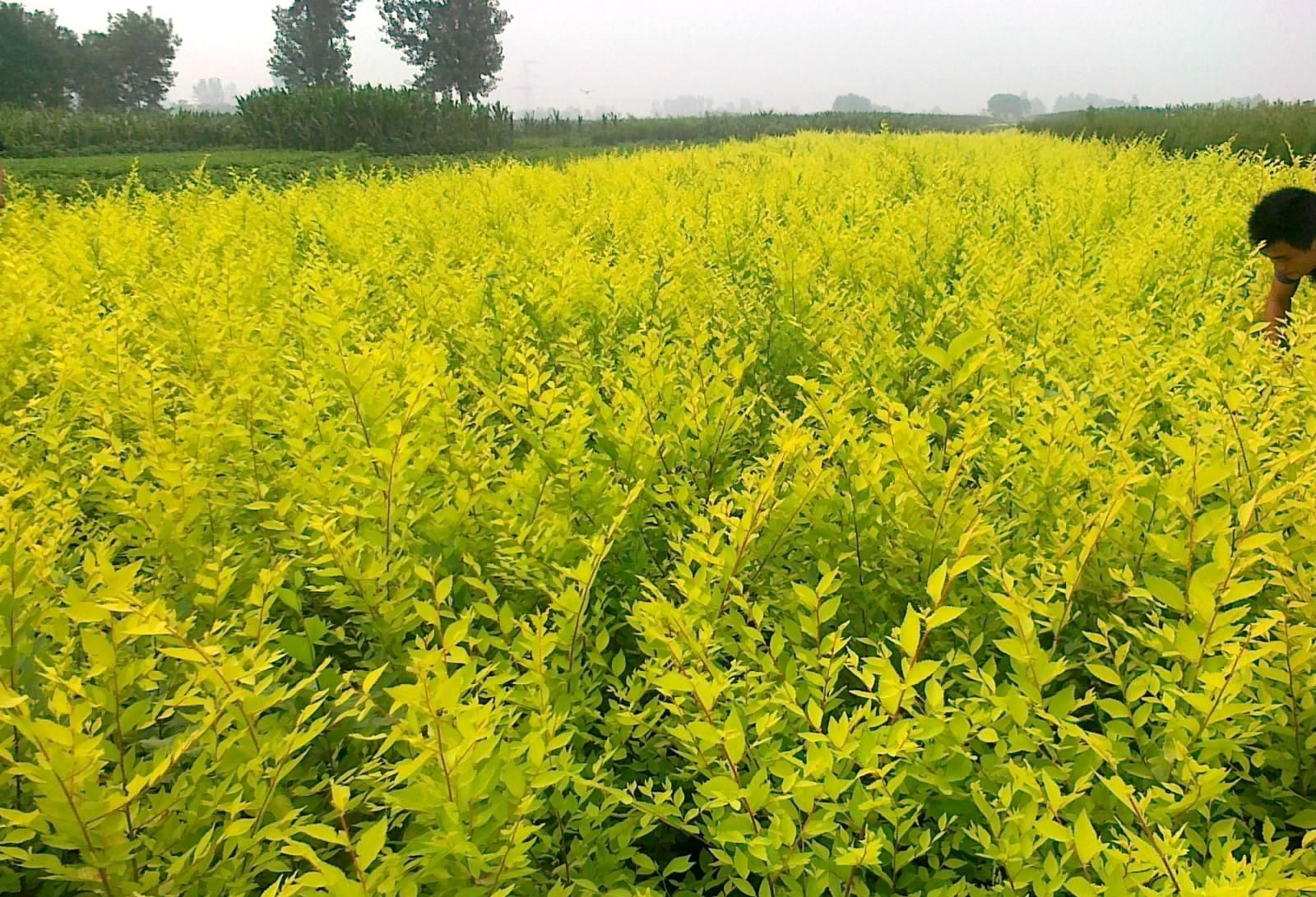 高接金葉榆圖片/高接金葉榆樣板圖 (2)