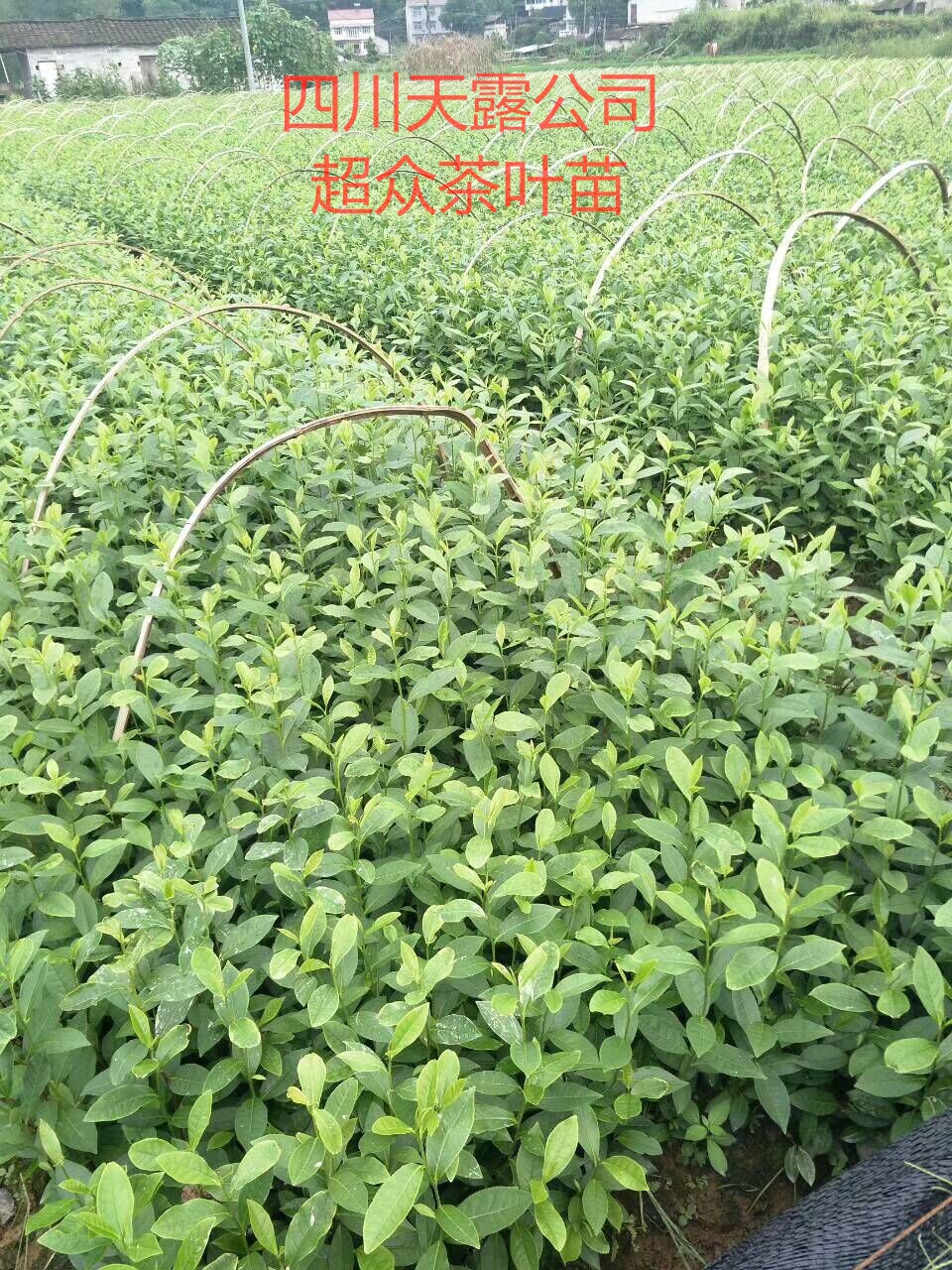 四川中茶108茶苗、龙井43茶苗、茶叶苗