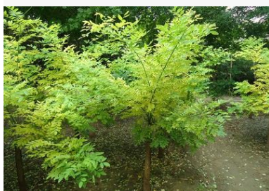 金葉槐圖片/金葉槐樣板圖 (3)