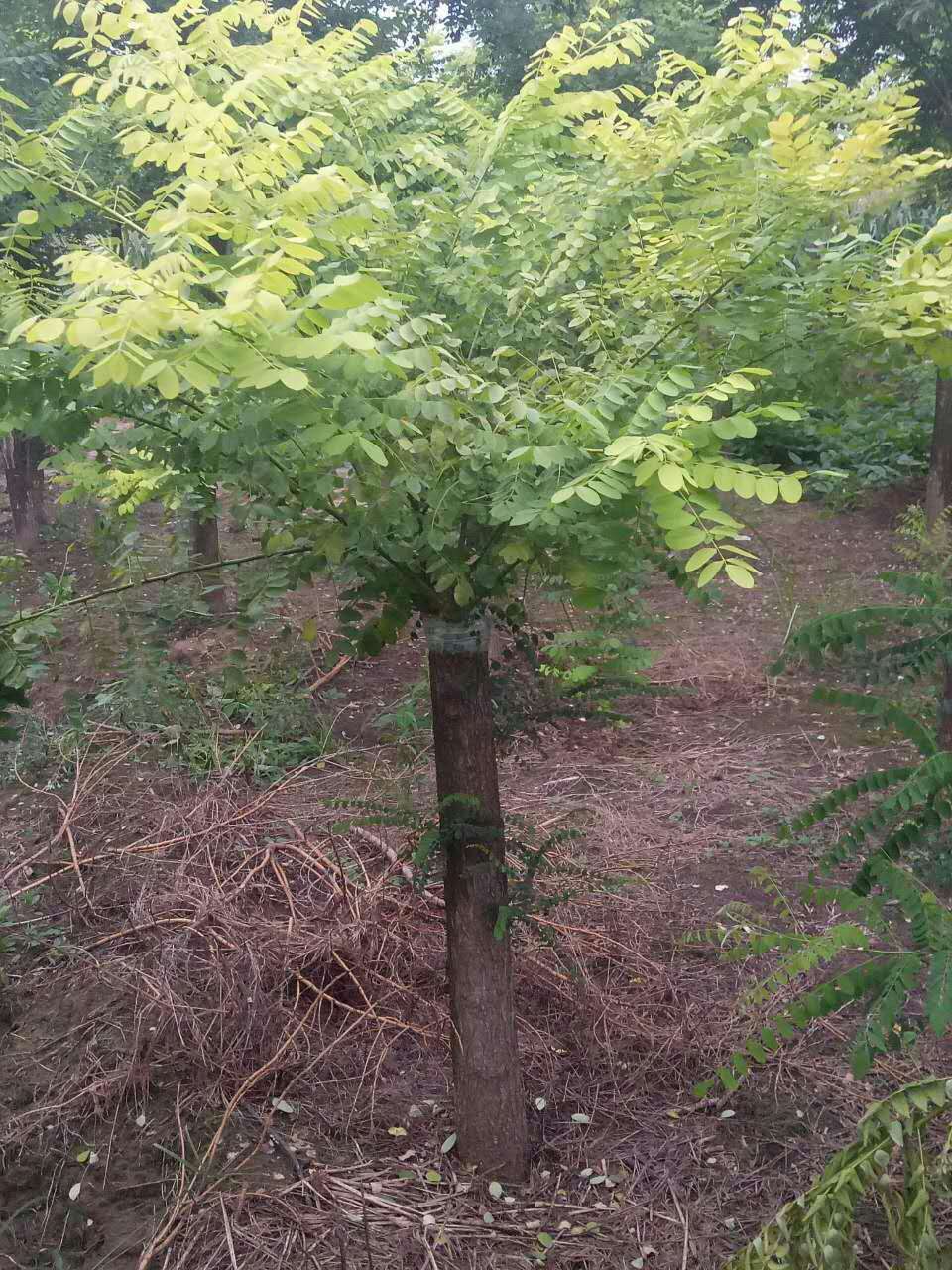 金葉槐圖片/金葉槐樣板圖 (2)