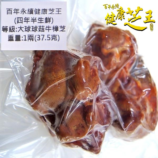 4年半生鮮牛樟芝大球球菇健康芝王牛樟芝純樟菇4年半37.5g