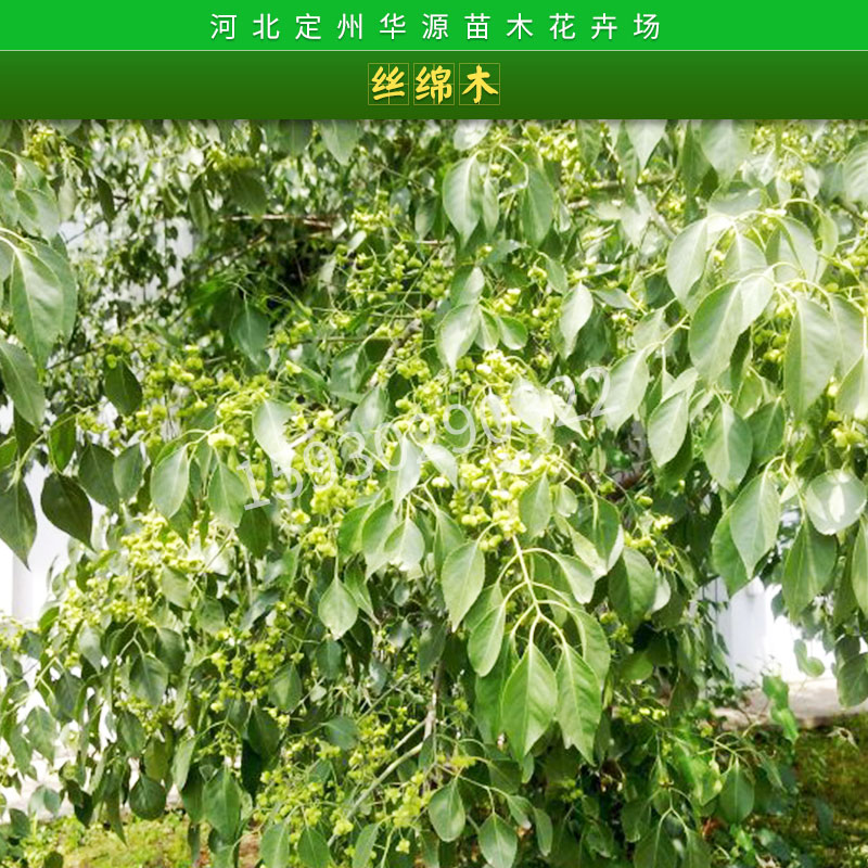 絲綿木樹苗圖片