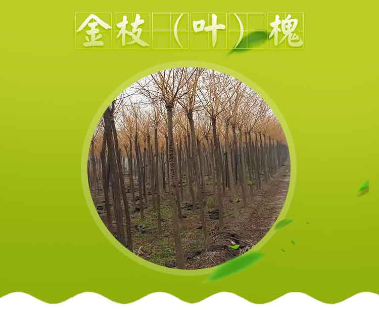 金葉槐圖片/金葉槐樣板圖 (1)