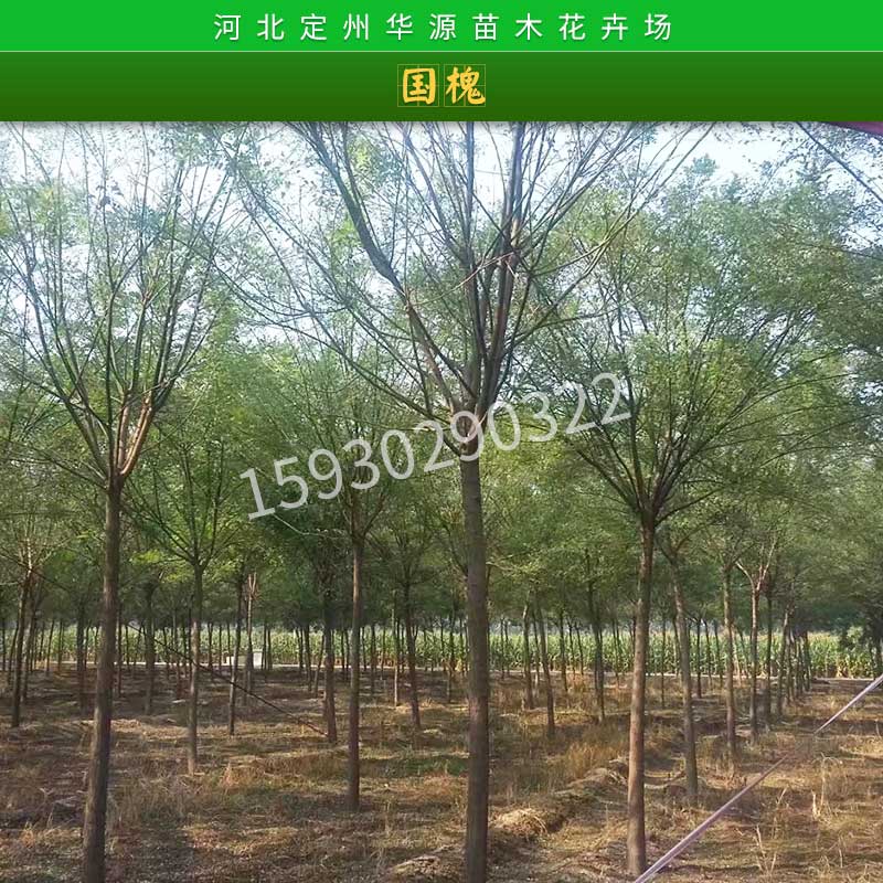 國槐圖片/國槐樣板圖 (2)