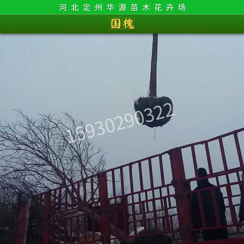 國槐圖片/國槐樣板圖 (4)