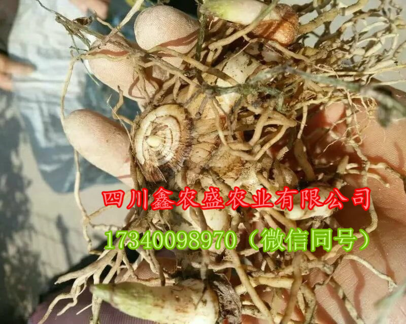 四川白芨種植基地，長(zhǎng)期供應(yīng)紫花三叉白芨種苗 白芨種子 白芨種塊莖