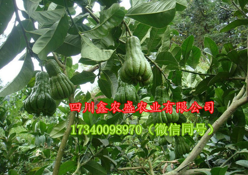 佛手圖片/佛手樣板圖 (4)