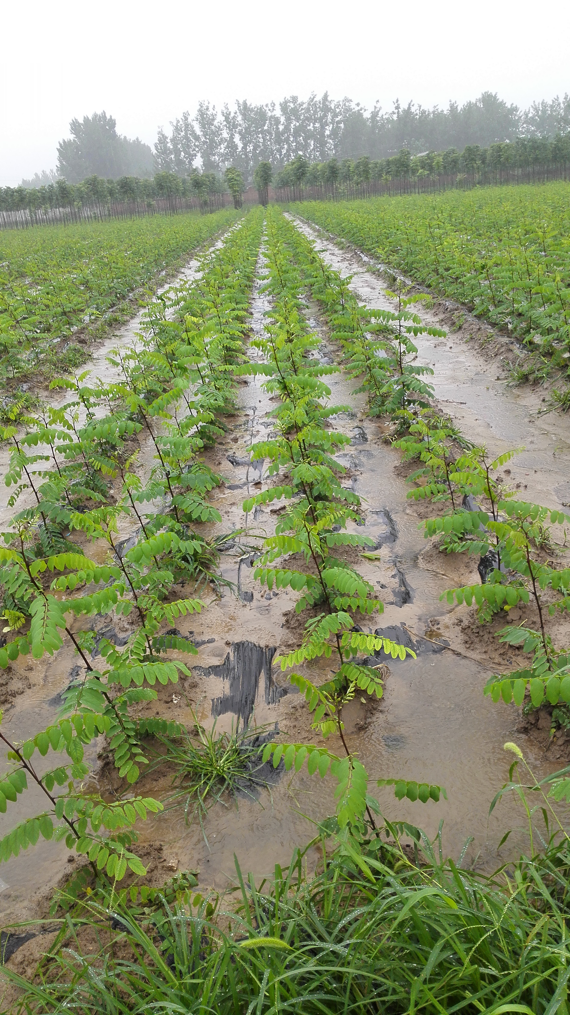 刺槐苗圖片/刺槐苗樣板圖 (2)