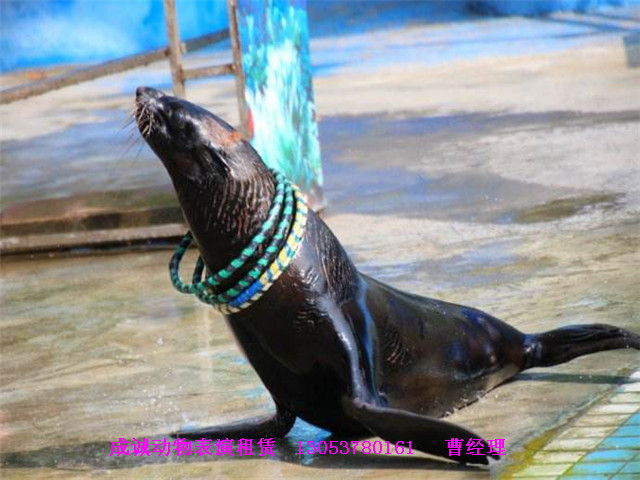 動物表演圖片/動物表演樣板圖 (2)