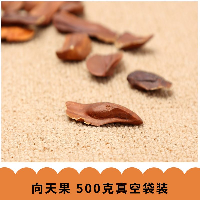 向天果圖片/向天果樣板圖 (2)