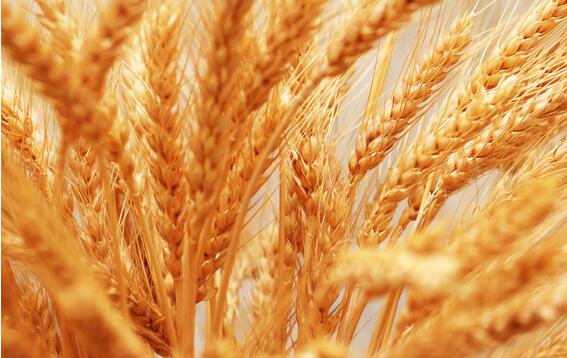 小麥圖片/小麥樣板圖 (4)