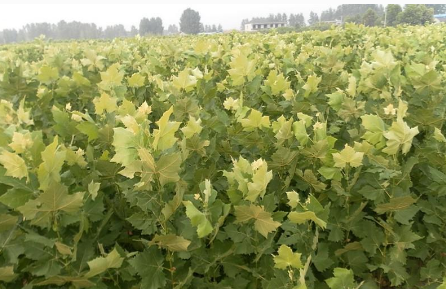 法桐樹(shù)苗圖片/法桐樹(shù)苗樣板圖 (3)