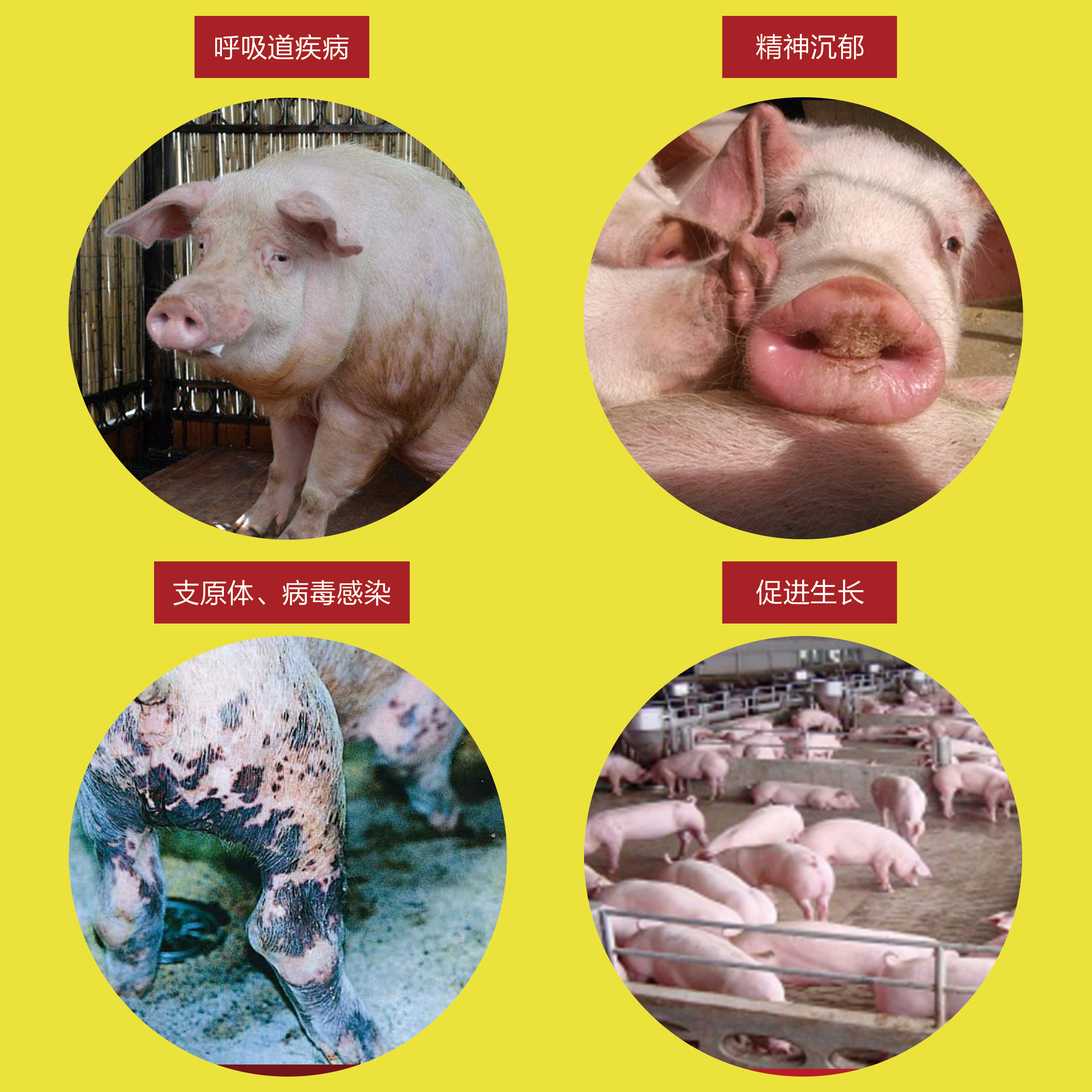 高免血清-八聯(lián)抗圖片/高免血清-八聯(lián)抗樣板圖 (3)